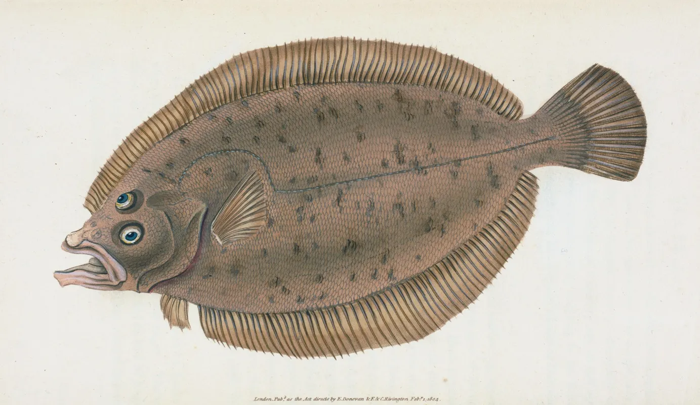 Whiff Pleuronectes Megastoma Wall Art by Edward Donovan - High-Resolution Digital Print