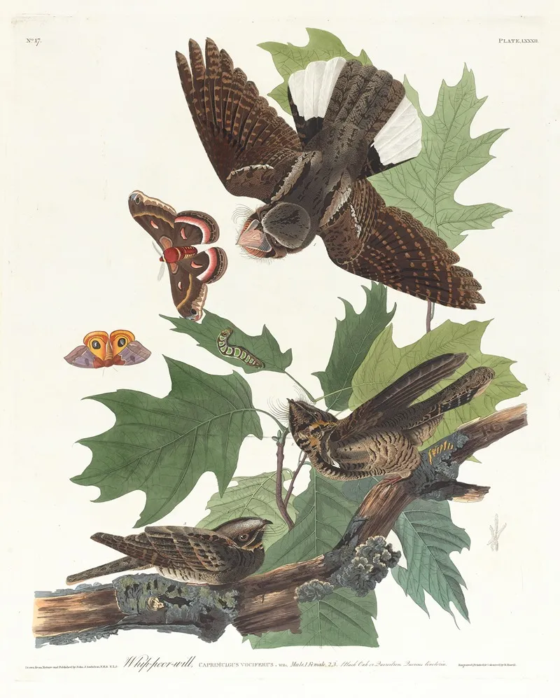 Whip Poor Will Wall Art by John James Audubon - High-Resolution Digital Print
