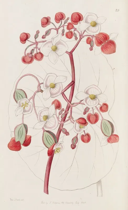 White And Scarlet Begonia Wall Art by Sydenham Edwards - High-Resolution Digital Print