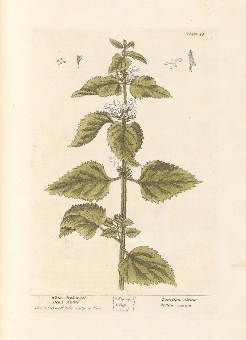 White Archangel Dead Nettle Wall Art by Elizabeth Blackwell - High-Resolution Digital Print