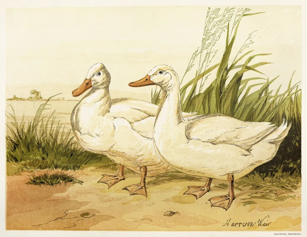 White Aylesbury Ducks Wall Art by Harrison Weir - High-Resolution Digital Print