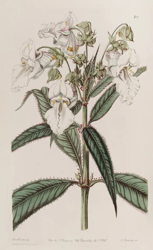 White Balsam Wall Art by Sydenham Edwards - High-Resolution Digital Print