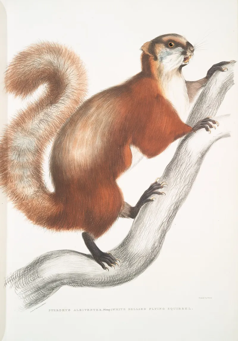 White Bellied Flying Squirrel Pteromys Albiventer