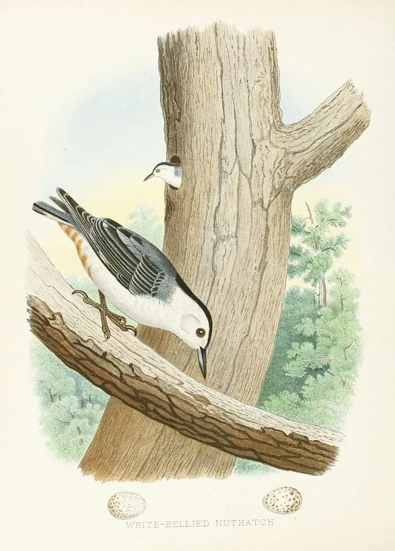 White Bellied Nuthatch Wall Art by Edwin L. Sheppard - High-Resolution Digital Print