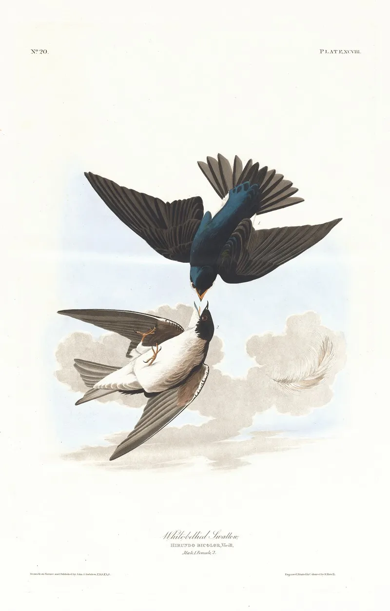 White Bellied Swallow Wall Art by John James Audubon - High-Resolution Digital Print