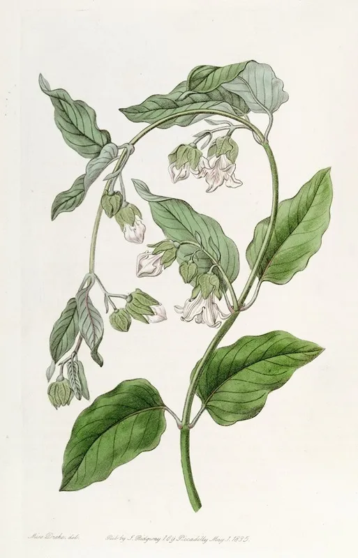 White Bladderbloom Wall Art by Sydenham Edwards - High-Resolution Digital Print