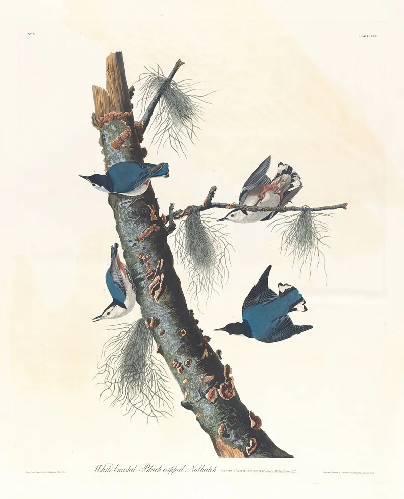 White Breasted Black Capped Nuthatch Wall Art by John James Audubon - High-Resolution Digital Print