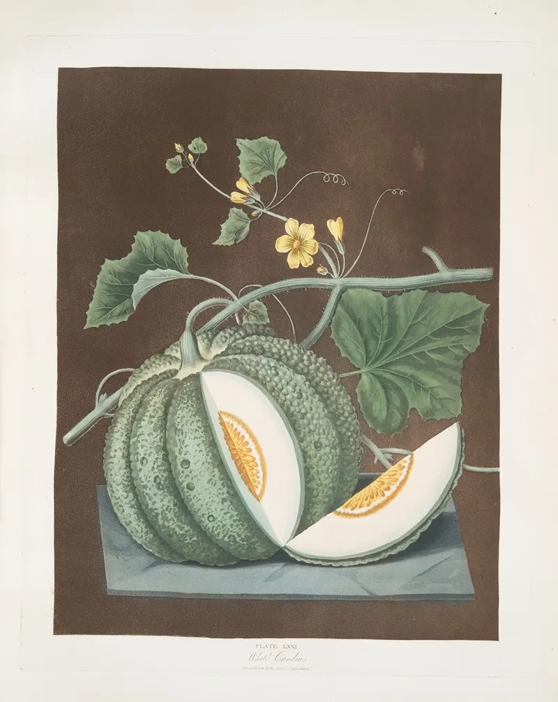 White Candia Melon Wall Art by George Brookshaw - High-Resolution Digital Print