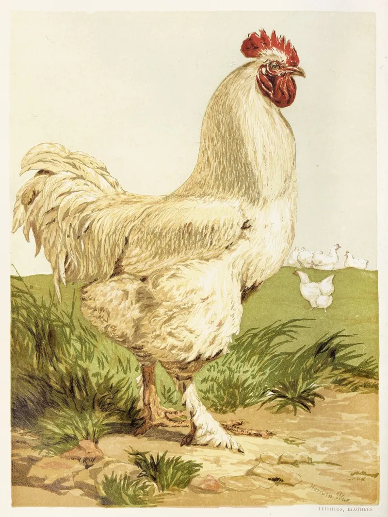White Cochin Cock Wall Art by Harrison Weir - High-Resolution Digital Print