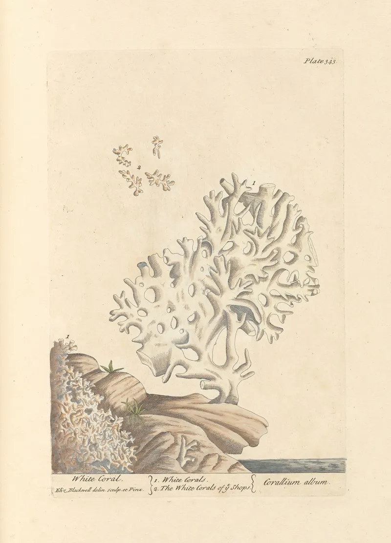White Coral Wall Art by Elizabeth Blackwell - High-Resolution Digital Print