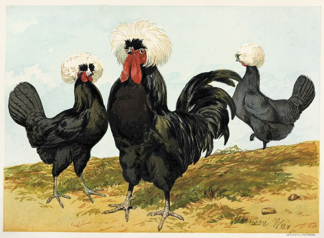 White Crested Black Polish Wall Art by Harrison Weir - High-Resolution Digital Print
