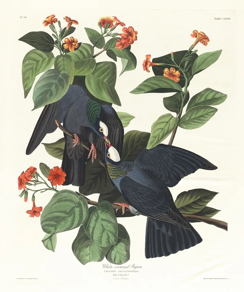White Crowned Pigeon Wall Art by John James Audubon - High-Resolution Digital Print