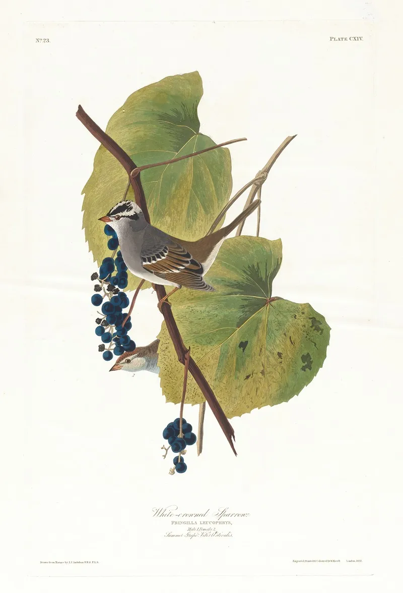 White Crowned Sparrow Wall Art by John James Audubon - High-Resolution Digital Print