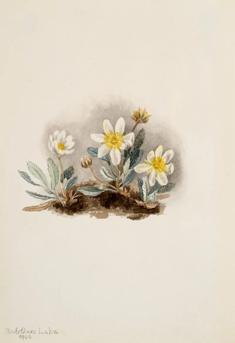 White Dryad Dryas Octopetala 2