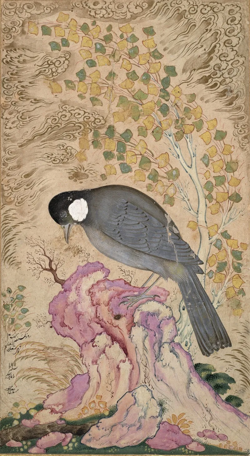 White Eared Bulbul Perched On A Pink Rock Wall Art by Mu’in Musavvir - High-Resolution Digital Print