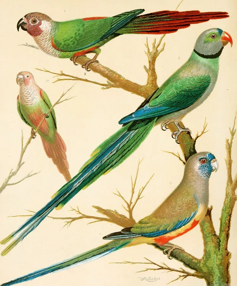 White Eared Conures Malabar Parrakeet Blue Bonnet Parrakeet Wall Art by W. A . Blakston - High-Resolution Digital Print