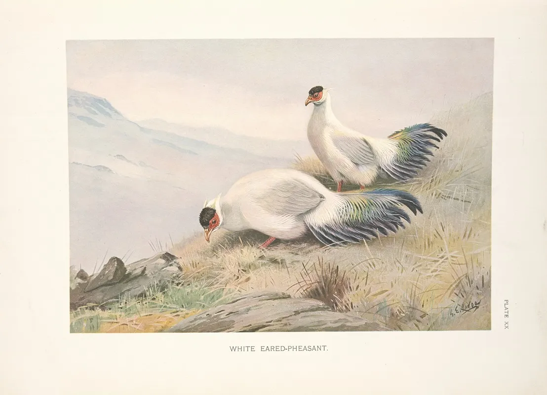 White Eared Pheasant Crossoptilon Tibetanum Wall Art by George Edward Lodge - High-Resolution Digital Print