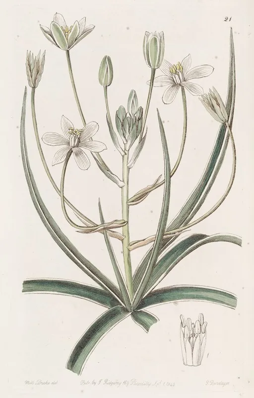 White Edged Ornithogalum Wall Art by Sydenham Edwards - High-Resolution Digital Print
