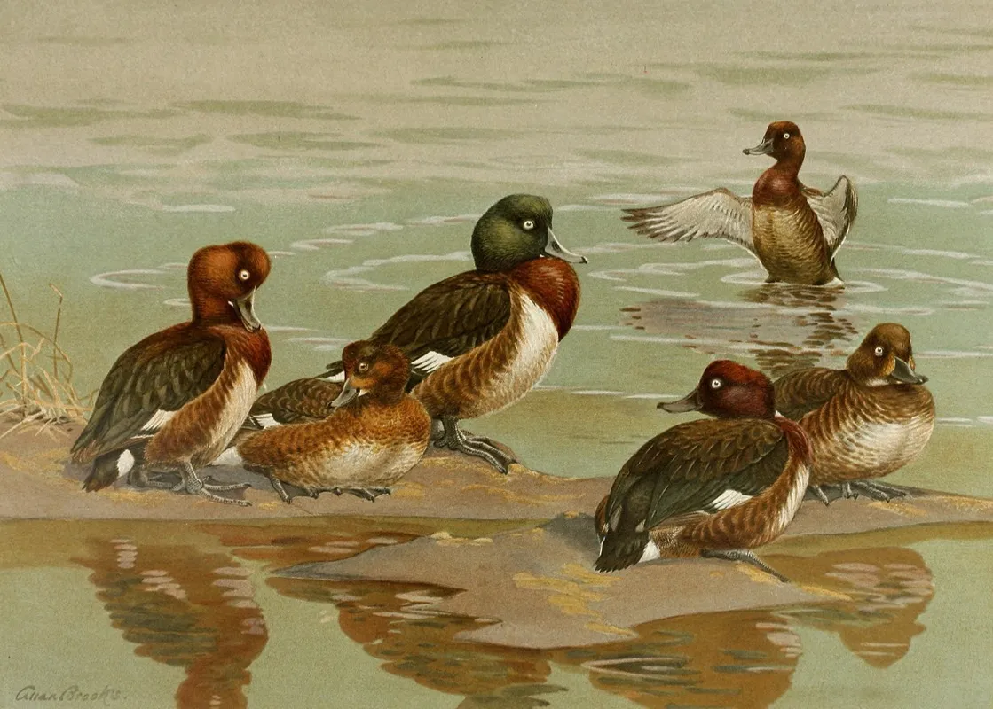 White Eyed Duckbaers Pochardmadagascan White Eyed Duck Wall Art by Allan Brooks - High-Resolution Digital Print