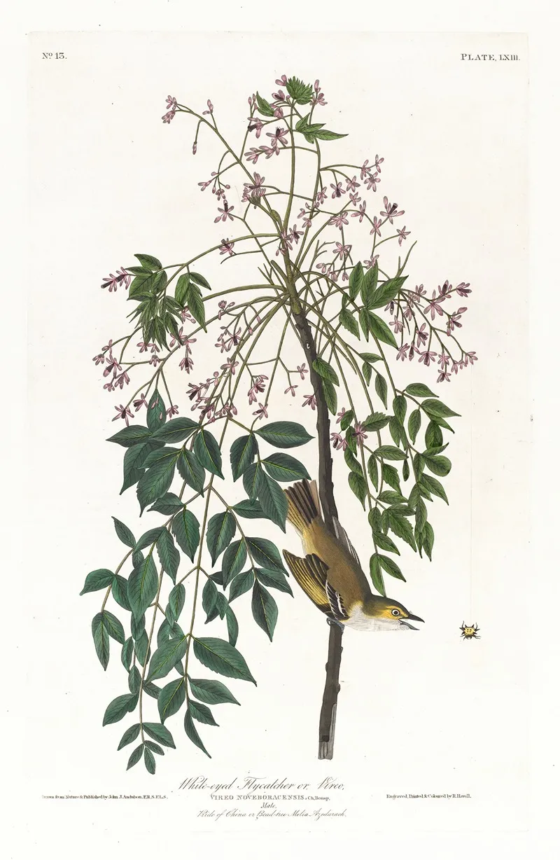 White Eyed Flycatcher Or Vireo Wall Art by John James Audubon - High-Resolution Digital Print