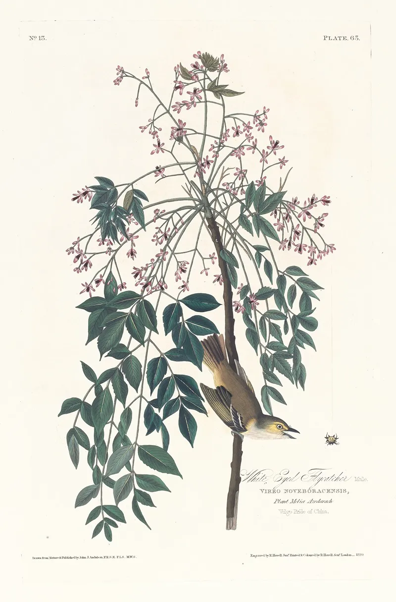 White Eyed Flycatcher Wall Art by John James Audubon - High-Resolution Digital Print