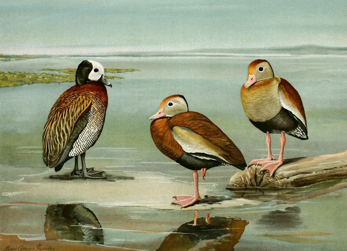 White Faced Tree Duck Black Bellied Tree Duck Gray Breasted Tree Duck Wall Art by Louis Agassiz Fuertes - High-Resolution Digital Print