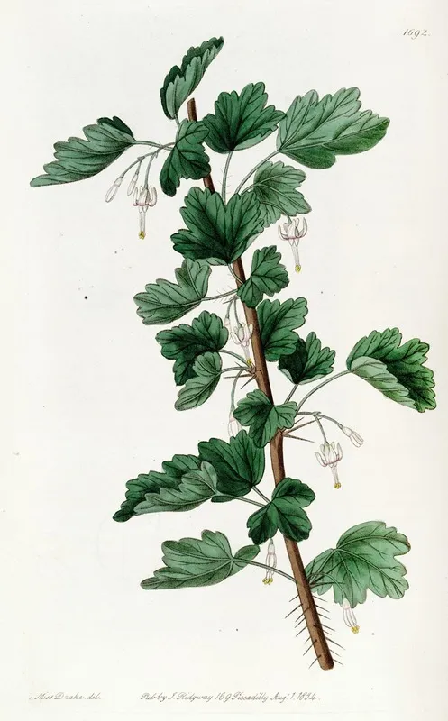 White Flowered Gooseberry Wall Art by Sydenham Edwards - High-Resolution Digital Print