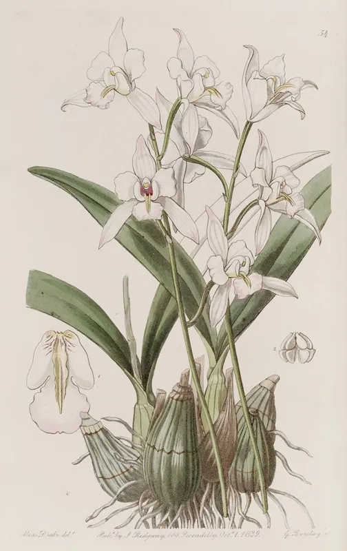 White Flowered Laelia Wall Art by Sydenham Edwards - High-Resolution Digital Print