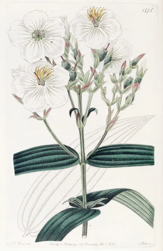 White Flowered Nipal Osbeckia Wall Art by Sydenham Edwards - High-Resolution Digital Print