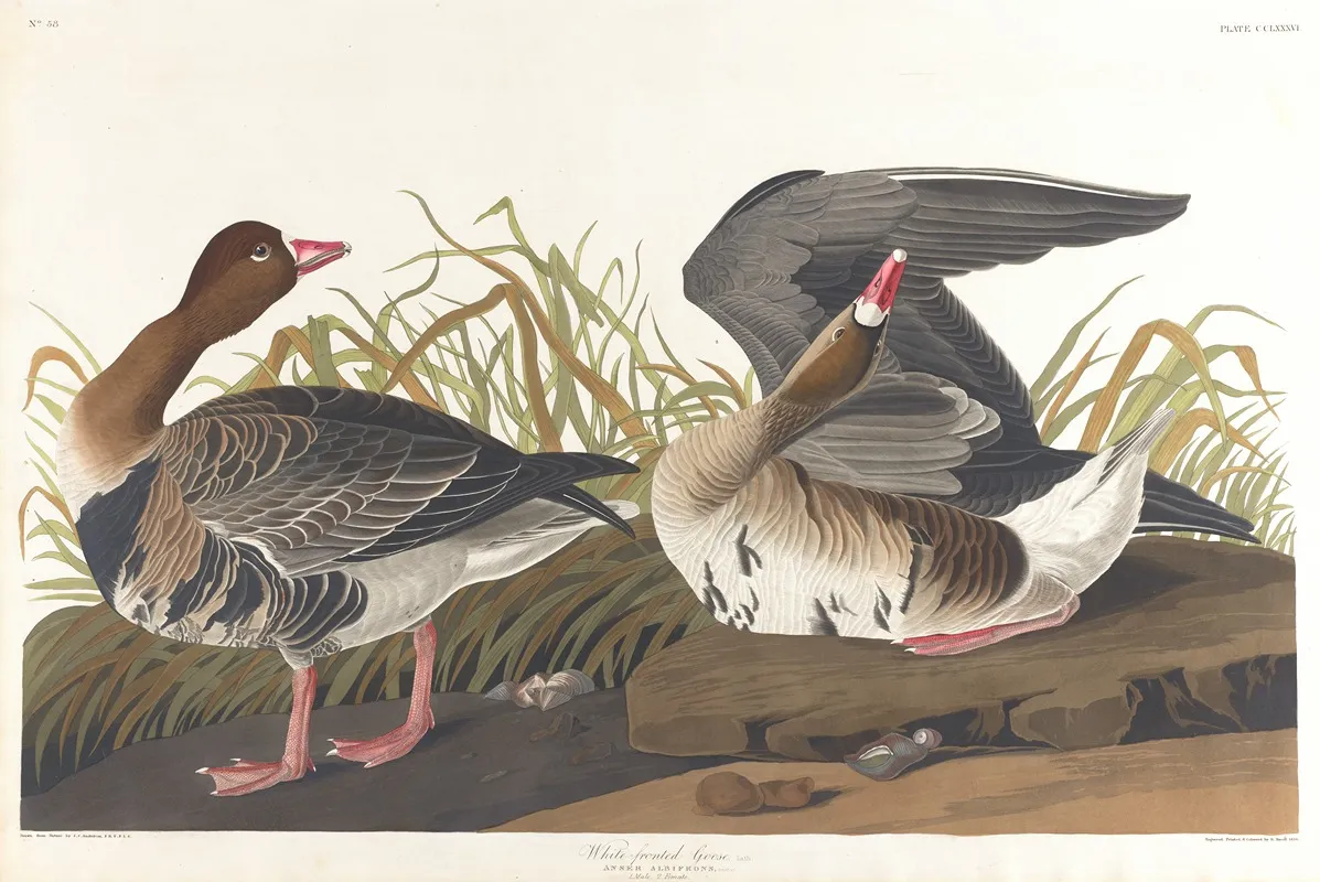 White Fronted Goose Wall Art by John James Audubon - High-Resolution Digital Print