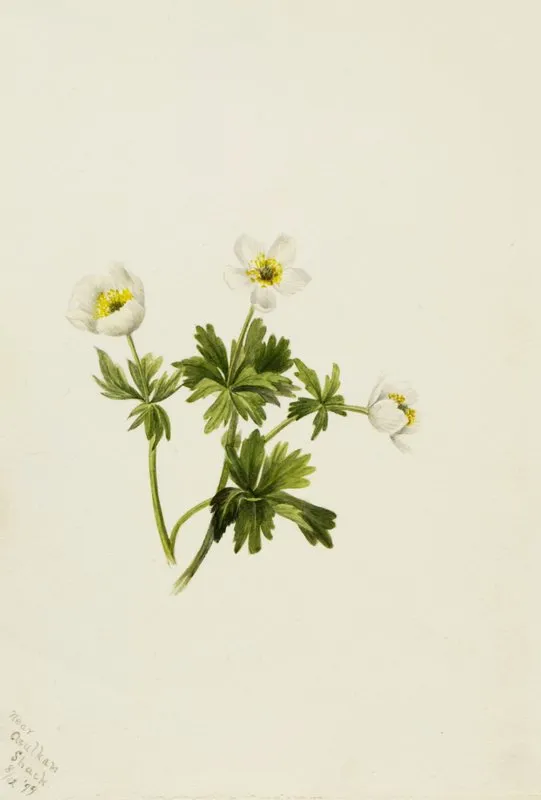 White Globeflower Trollius Albiflorus 2