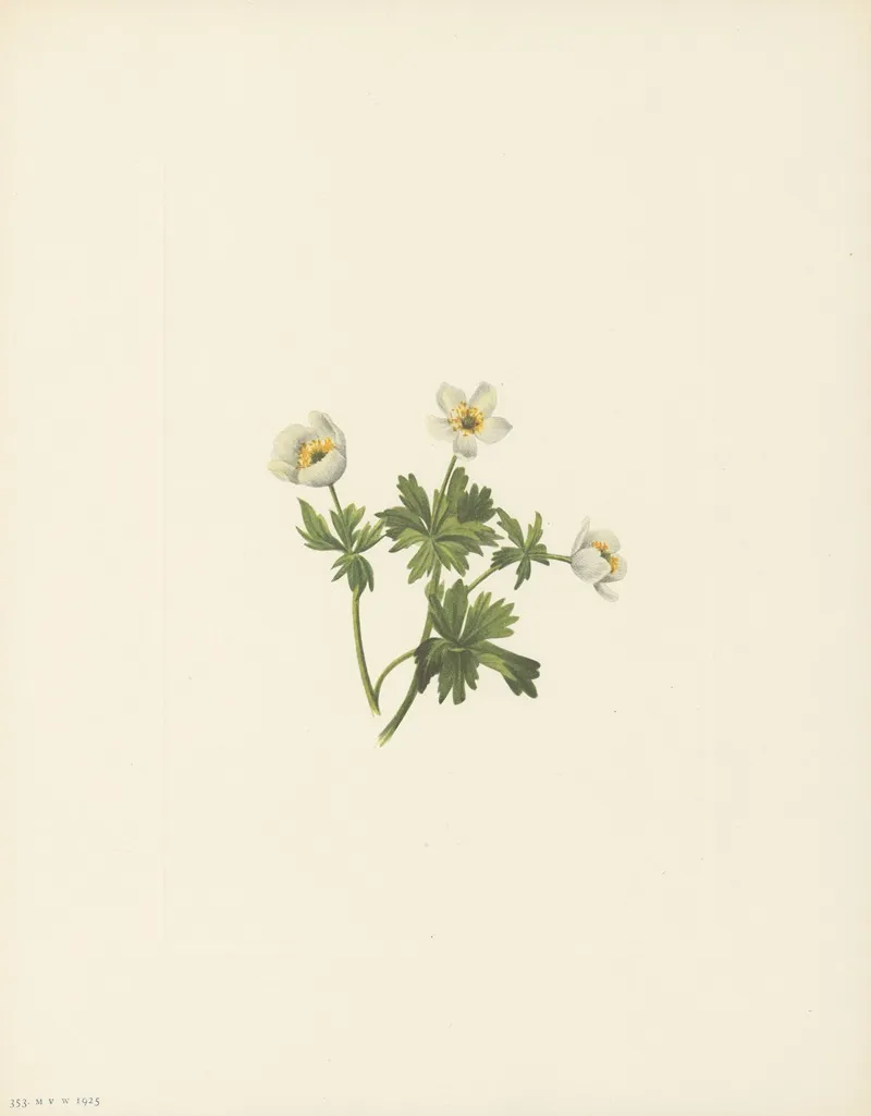 White Globeflower Trollius Albiflorus 3
