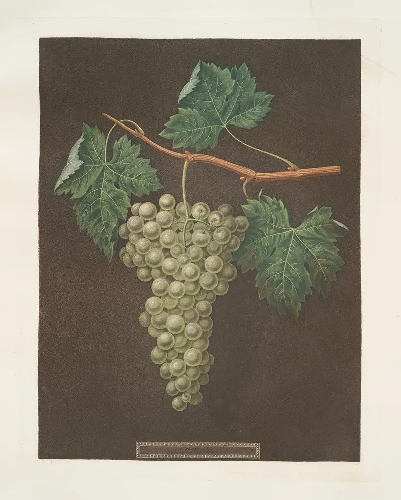 White Grapes Wall Art by George Brookshaw - High-Resolution Digital Print