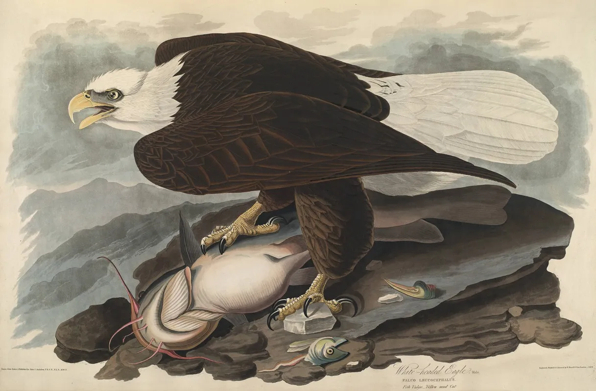White Headed Eagle 3 Wall Art by John James Audubon - High-Resolution Digital Print