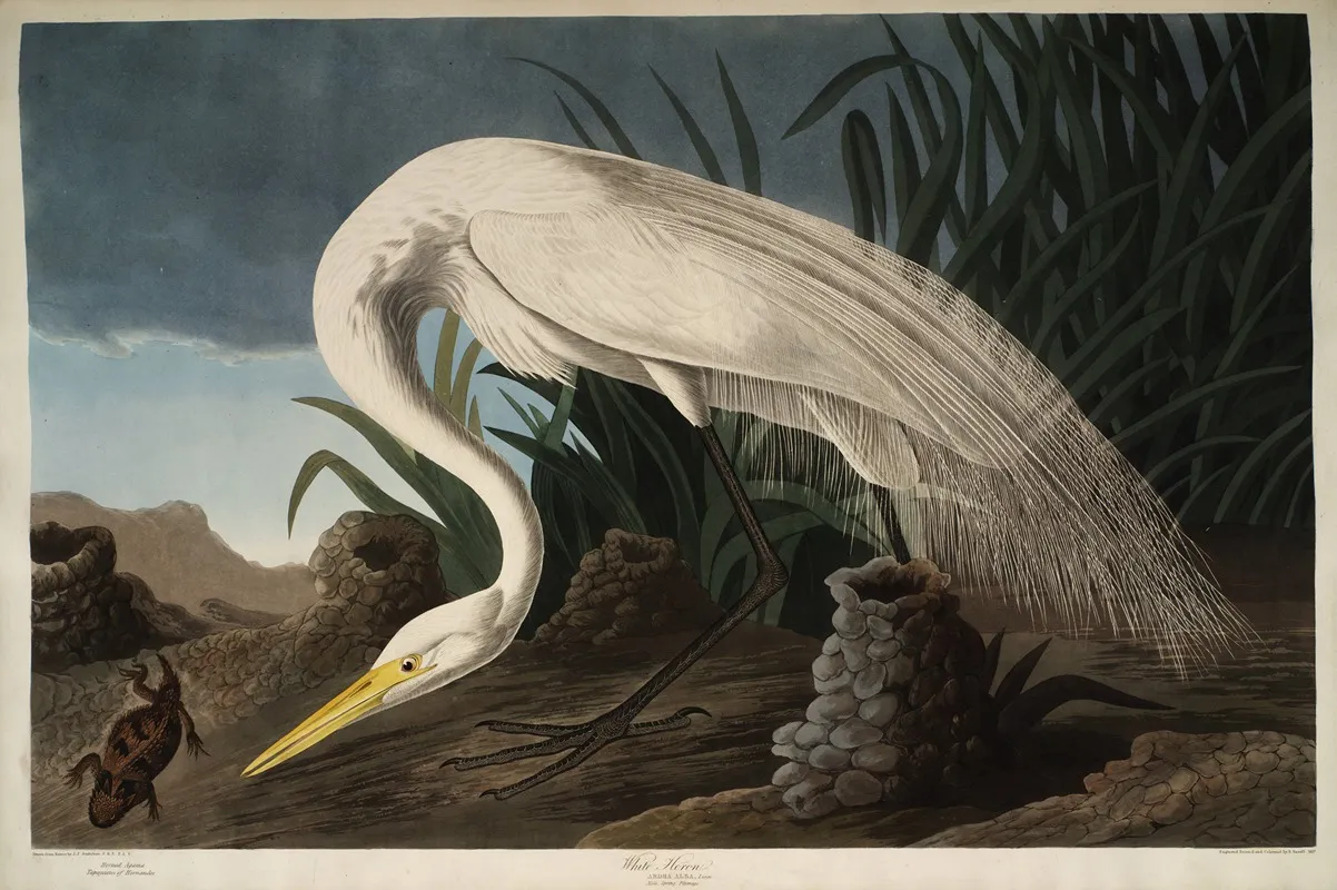White Heron 2 Wall Art by John James Audubon - High-Resolution Digital Print