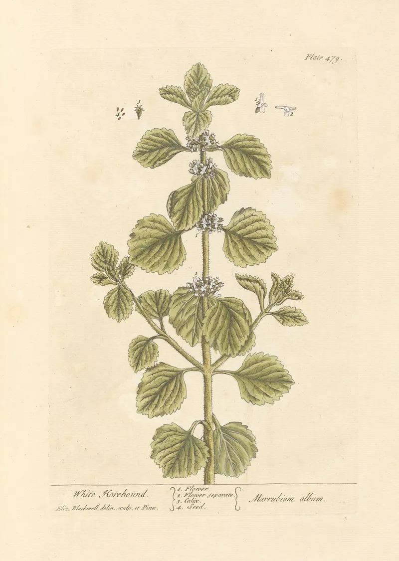 White Horehound Wall Art by Elizabeth Blackwell - High-Resolution Digital Print
