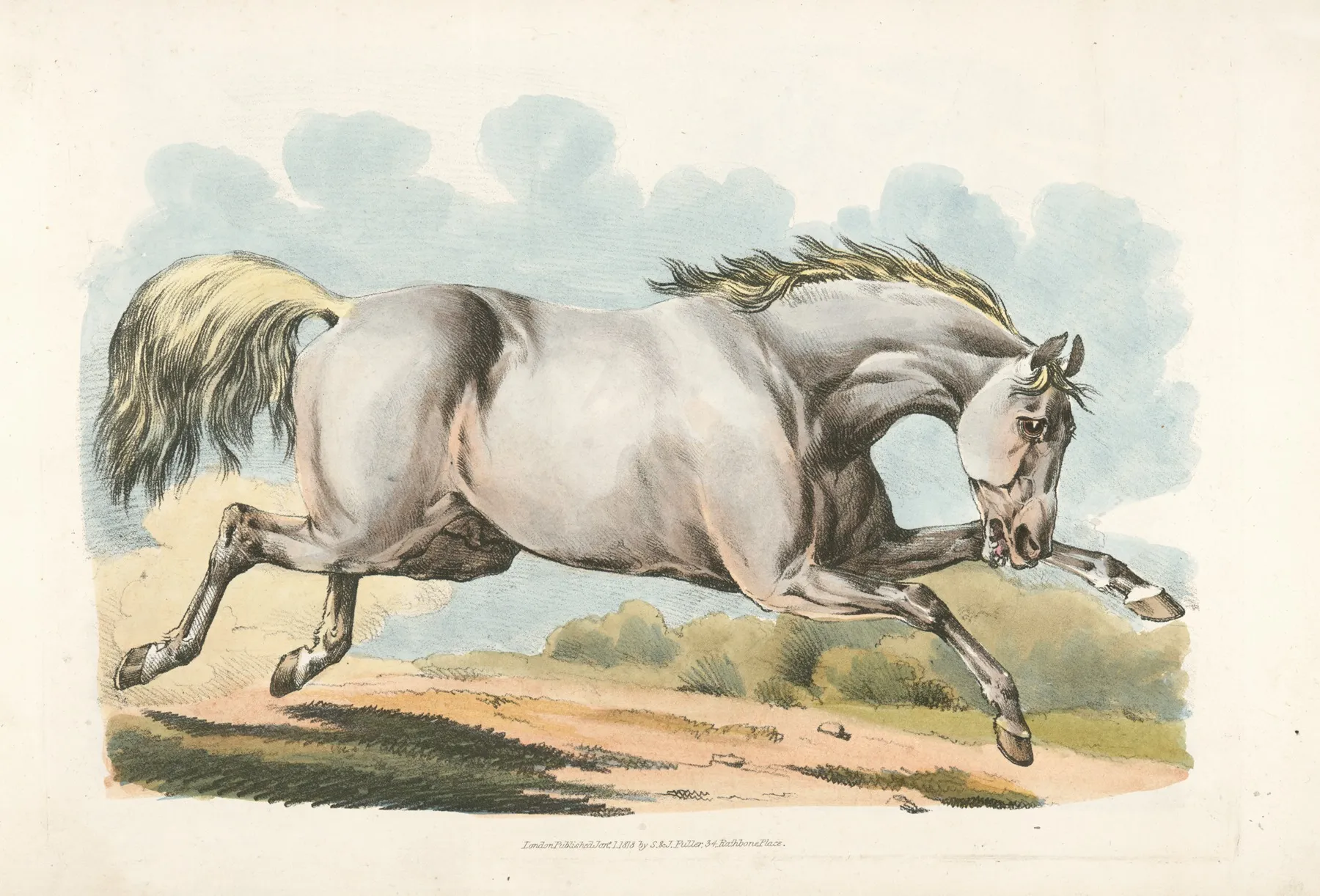 White Horse Running