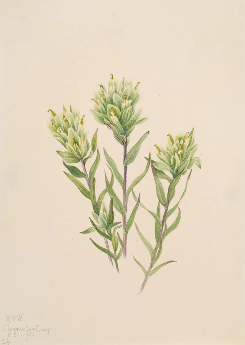 White Indian Paintbrush Castilleja Occidentalis