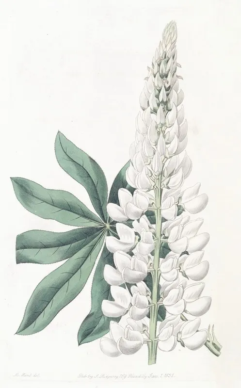 White Large Leaved Perennial Lupine Wall Art by Sydenham Edwards - High-Resolution Digital Print