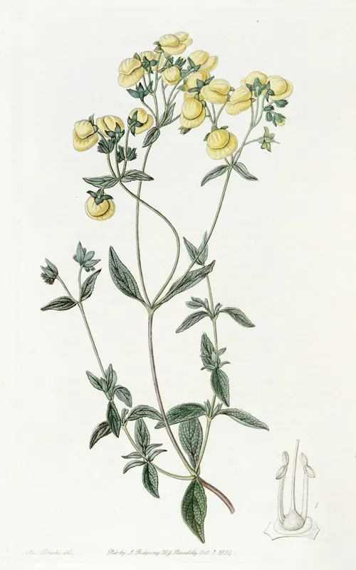 White Leaved Slipperwort Wall Art by Sydenham Edwards - High-Resolution Digital Print