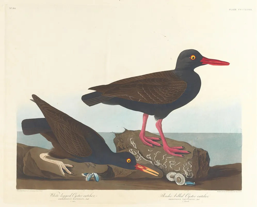 White Legged Oyster Catcher Slender Billed Oyster Catcher Wall Art by John James Audubon - High-Resolution Digital Print