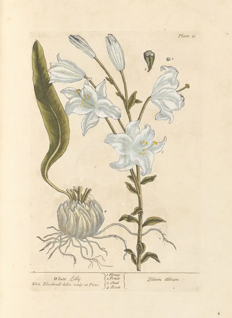 White Lilly Wall Art by Elizabeth Blackwell - High-Resolution Digital Print