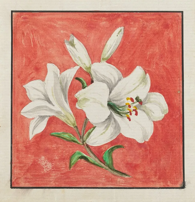 White Lily