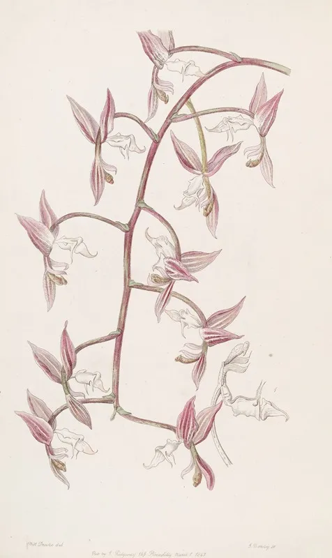 White Lipped Toad Skinned Gongora Wall Art by Sydenham Edwards - High-Resolution Digital Print