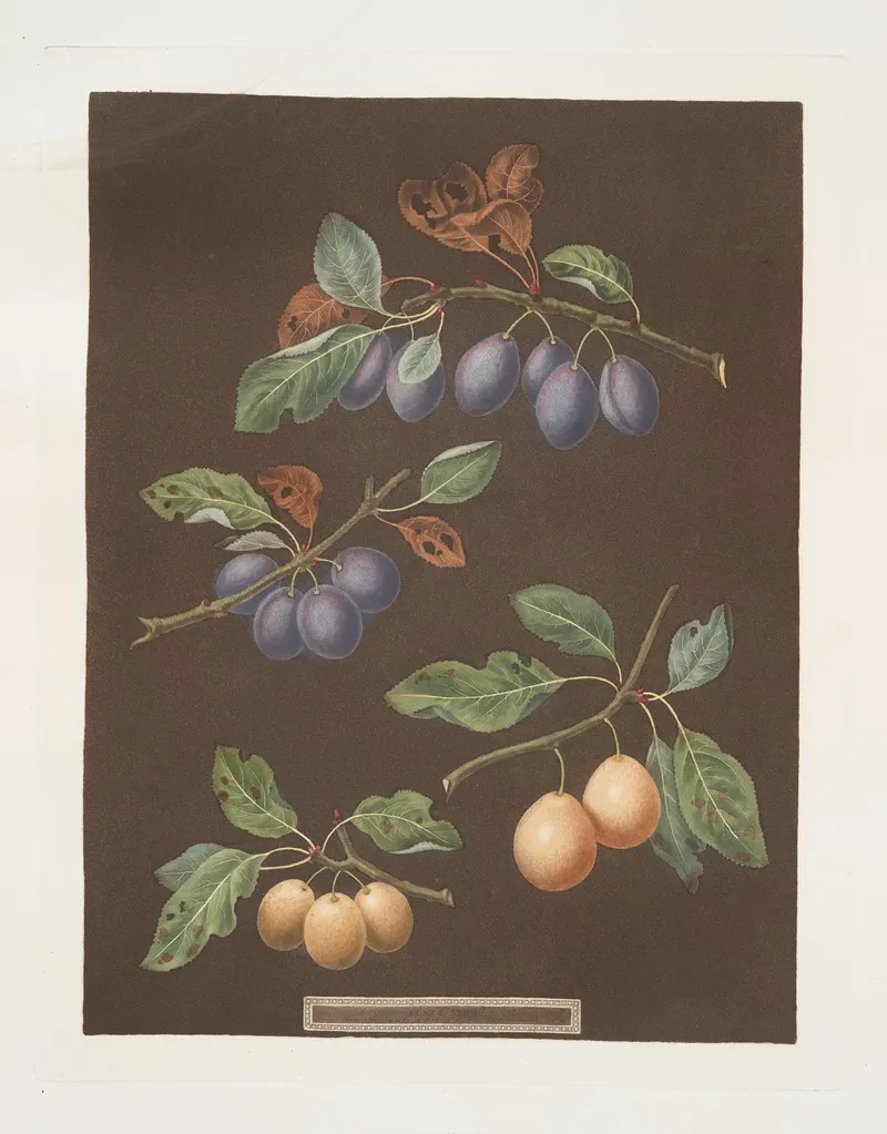 White Masculine Red Masculine Orange And Turkey Apricots Wall Art by George Brookshaw - High-Resolution Digital Print