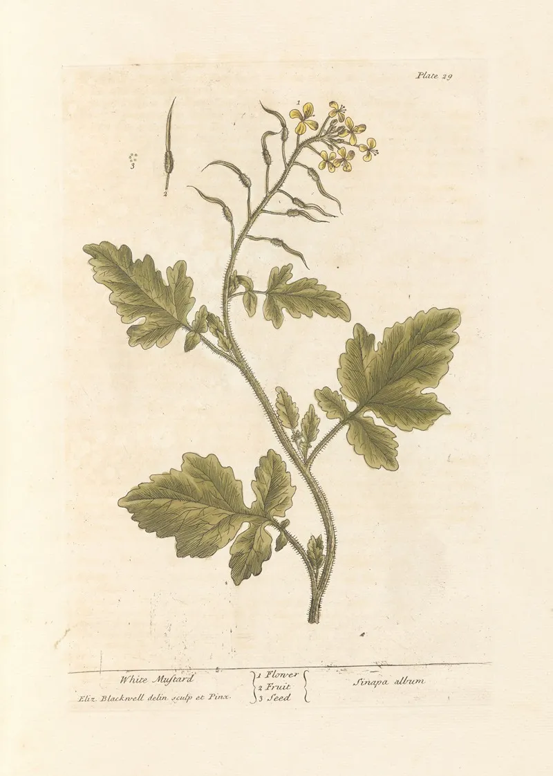 White Mustard Wall Art by Elizabeth Blackwell - High-Resolution Digital Print