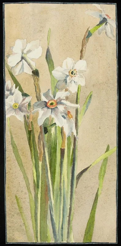 White Narcissus With Gray Accents