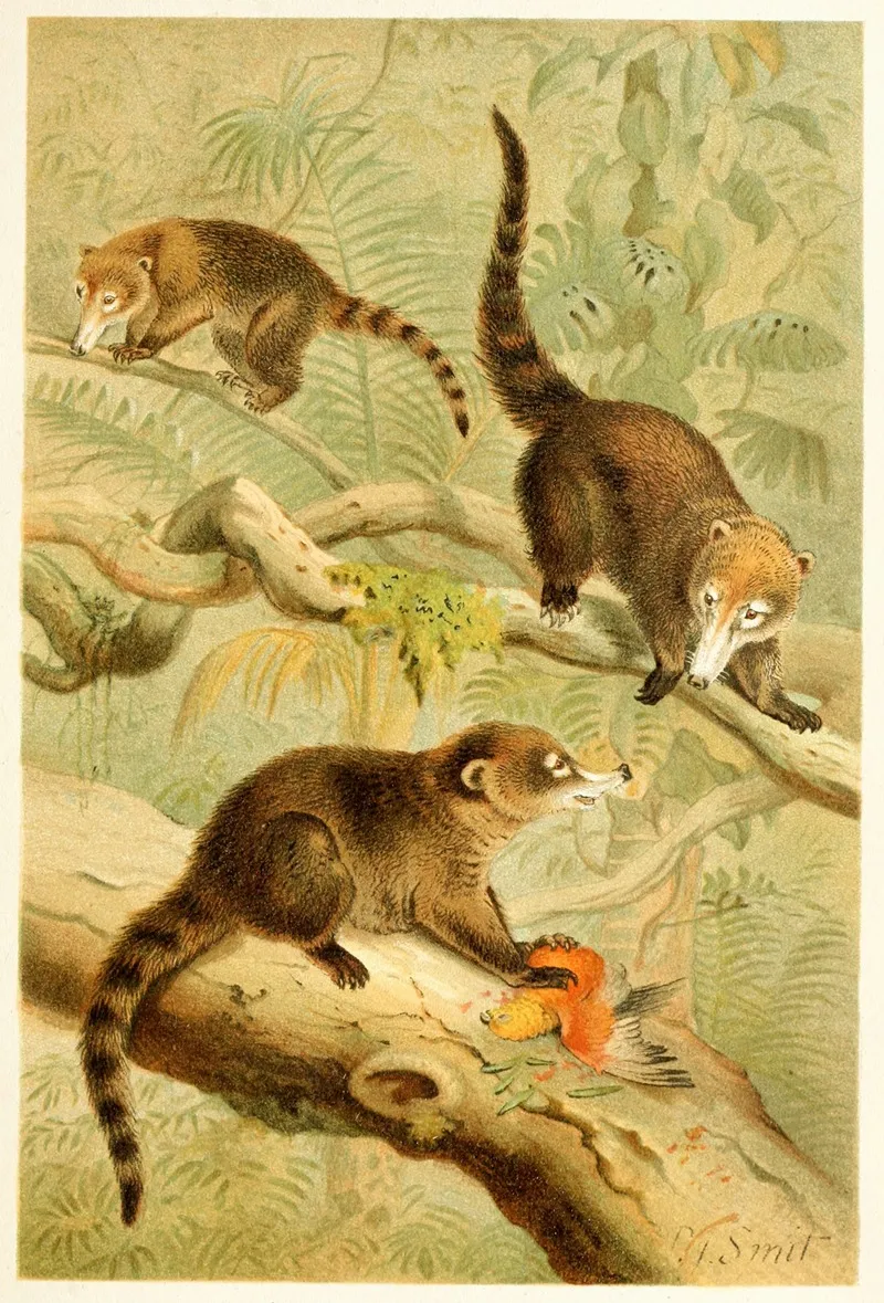 White Nosed Coati Wall Art by Pierre Jacques Smit - High-Resolution Digital Print