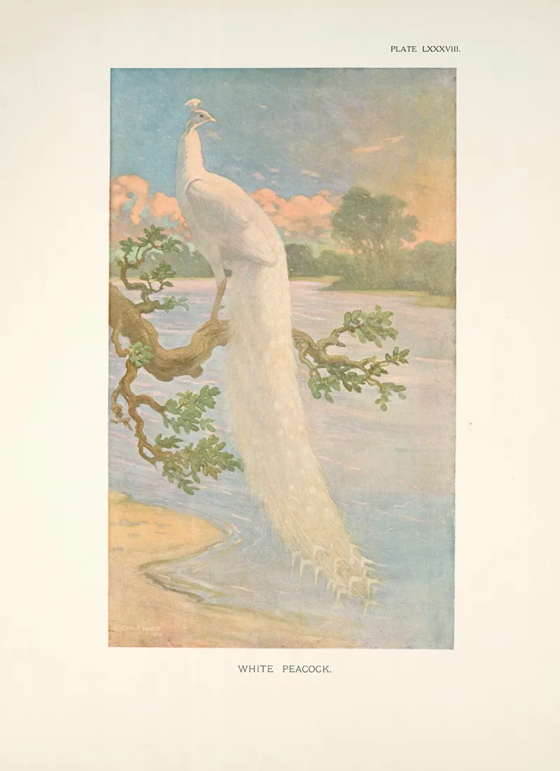 White Peacock 2 Wall Art by Charles Robert Knight - High-Resolution Digital Print