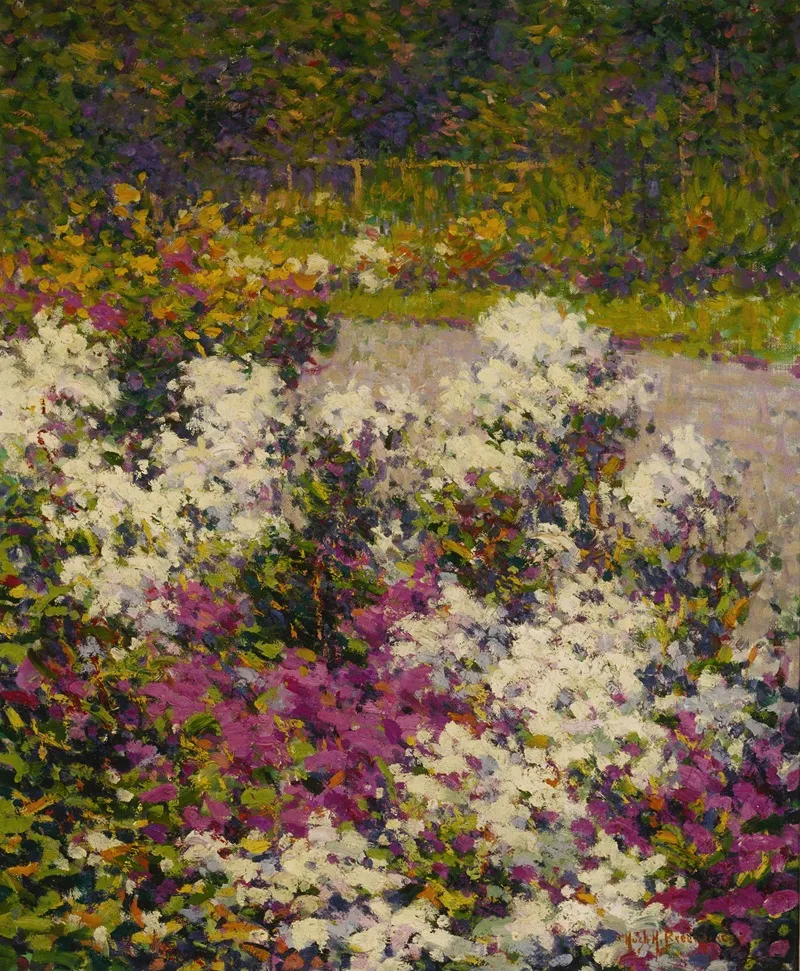 White Phlox